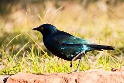 Cape starling (Choucador à épaulettes rouges)-737A0471-2 null