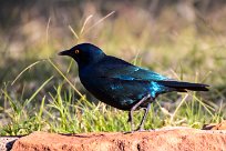 Cape starling (Choucador à épaulettes rouges) Waterberg - Namibie