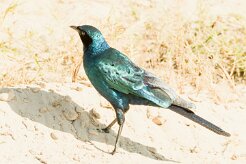 Bruchell's Starling (Choucador de Burchell)_7D2_1412 null