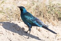 Bruchell's Starling (Choucador de Burchell) Savuti_Marsh