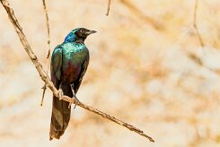 Burchell's Starling (Choucador de Burchell)_737A0379 null