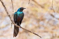 Burchell's Starling (Choucador de Burchell) Namibie - Waterberg