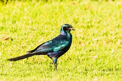 Burchell's Starling (Choucador de Burchell)_737A2793-2 null