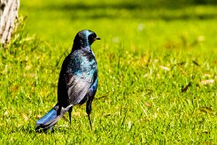 Burchell's Starling (Choucador de Burchell)_737A2951-2 null