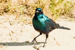 Burchell's Starling (Choucador de Burchell)_7D2_1410 null