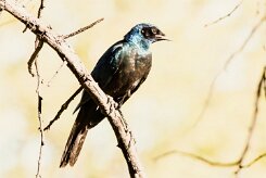 Burchell's starling (Choucador de Burchell)-737A0429-2 null