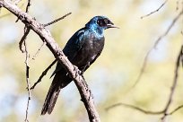 Burchell's starling (Choucador de Burchell) Waterberg - Namibie