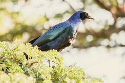 Choucador_de_Burchell_01-2 null