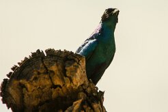Choucador_de_Burchell_02-2 null