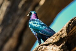 Choucador_de_Burchell_03-2 null