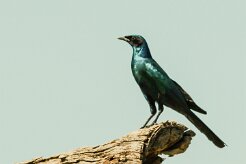 Choucador_de_Burchell_04-2 null