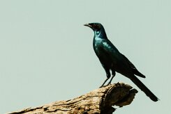 Choucador_de_Burchell_05-2 null