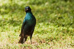 Choucador_de_Burchell_06-2 null
