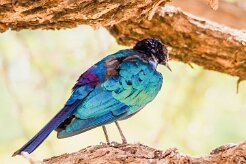 Choucador_de_Burchell_07-2 null