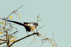Meves's Starling (Choucador de Meves)_7D2_2518 null