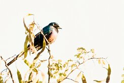 Meves's Starling (Choucador de Meves)_x737A3774-2 null