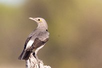 Wattled Starling (Etourneau caronculé) Kwaï