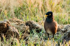 Common Myna (Martin triste)_7D2_0420 null