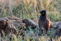 Common Myna (Martin triste) Nata