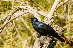 Pale-winged Starling (Rufipenne nabouroup) _737A2032-2 null