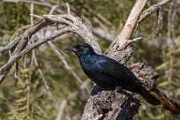 Palewinged starling (Rufipenne naboroup) Fish River Canyon