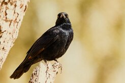 Pale-winged Starling (Rufipenne nabouroup) _737A2040-2 null
