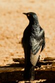 Pale-winged Starling (Rufipenne nabouroup) _737A2046-2 null
