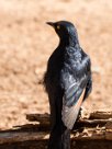 Palewinged starling (Rufipenne naboroup) Fish River Canyon