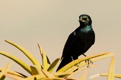 Pale-winged Starling (Rufipenne nabouroup)_737A2073-2 null