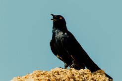 Pale-winged Starling (Rufipenne nabouroup)_737A2557-2 null