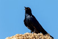 Palewinged starling (Rufipenne naboroup) Spitzkopje