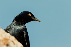 Pale-winged Starling (Rufipenne nabouroup)_737A2558-2 null