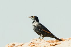 Pale-winged starling (Rufipenne nabouroup)-737A8937-2 null