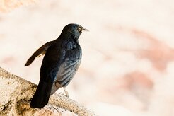 Pale-winged starling (Rufipenne nabouroup)-737A9024-2 null