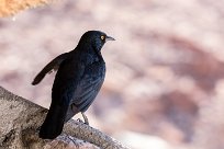 Palewinged starling (Rufipenne naboroup) Twyfelfontein