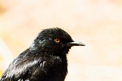 Pale-winged starling (Rufipenne nabouroup)-737A9285-2 null