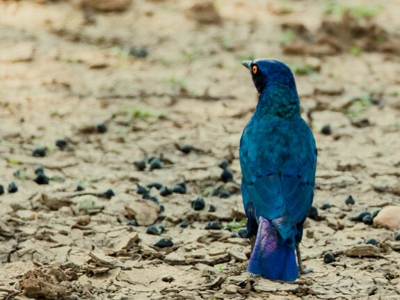 Choucador à oreillons bleus