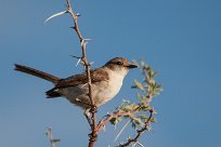 Common whitethroat (Fauvette grisette) Grootberg