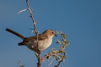 Common whitethroat (Fauvette grisette) Grootberg