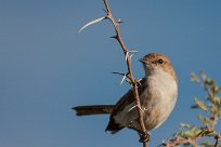 Common whitethroat (Fauvette grisette) Grootberg