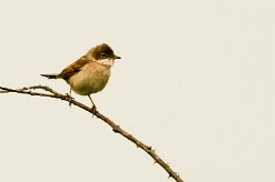 Fauvette_grisette_08-2 null