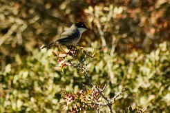 fauvette_melanocephale_01-2 null