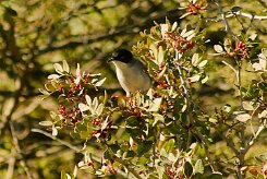 fauvette_melanocephale_02-2 null