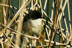fauvette_melanocephale_03-2 null