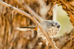 Chestnut-vented warbler (Parisome grignette)-737A0726-2 null