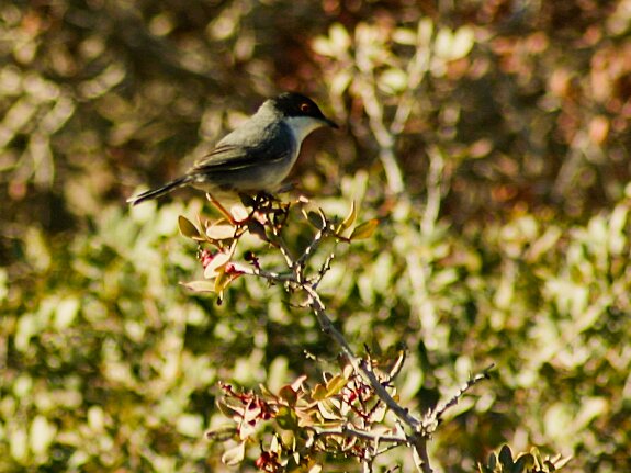 Fauvette melanocephale