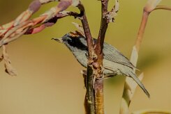 Pinchaflor plomizo (Percefleur ardoisé)_231206_6083-2 null