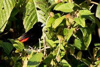 Tangara terciopelo (Tangara à croupion rouge) Turrialba - Costa Rica