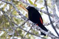 Tangara terciopelo (Tangara à croupion rouge) Chirripo - Costa Rica