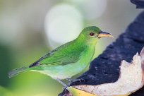 Mielerito verde (Tangara émeraude) Chirripo - Costa Rica